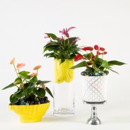speels Anthurium arrangement - Roos van Unen - Flower Factor