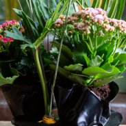 Kalanchoë's met platen