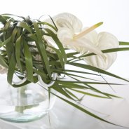 Fiore Anthuriums6