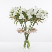 Zomers ontwerp met bloeiende Alstroemeria 'Frozen'