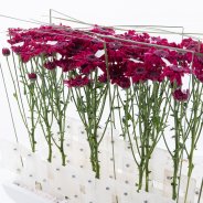 Elegant design met 'Stresa Purple' close-up