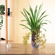 Cascade Cymbidium 'Argiro' plantenarrangement