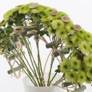 Fris, groen en gaaf in een bijzonder arrangement
