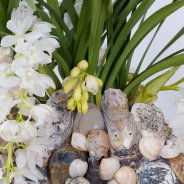 Ice Cascade Cymbidium in een beachlook