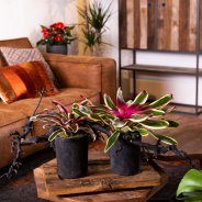 Bromelia in stoer interieur