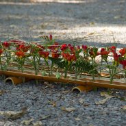 Rouwwerk met Freesia door Pim van den Akker