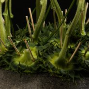 Anthurium Midori sunflower design Pim van den Akker detail 2 photo courtesy Sikastone