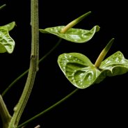 Anthurium Midori sunflower design Pim van den Akker detail photo courtesy Sikastone