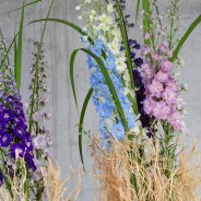 Delphinium design - Roos van Unen - Flower Factor