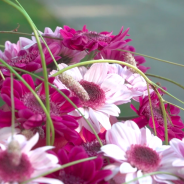 Roze chrysantjes voor mam - Kristel van Dijk