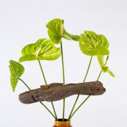 Anthuriums in een frameboeket - Pim van den Akker - Flower Factor