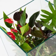 Anthurium terrarium - Roos van Unen - Flower Factor