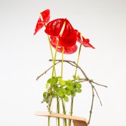 Anthurium object - Pim van den Akker - Flower Factor
