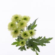 Chrysant 'Cocoon' van Zentoo