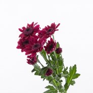 Chrysant 'Stresa Purple'