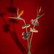 Exotisch Valentijnsdag cadeau met Strelitzia