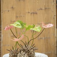 Artistic Anthurium arrangement 2