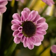 Yin Yang Pink