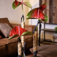 Stoere snij Anthuriums in woonstijl