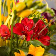 Rode Alstroemeria 'Nadya'