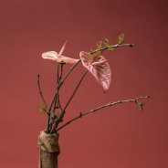 Anthurium design Marijke