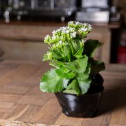 Horeca idee met Kalanchoë