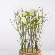 Klein Freesia bos