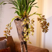 Stoer interieur met Cascade Cymbidium 'Argiro' detail