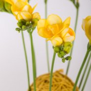 Een hechte Freesia constructie close-up