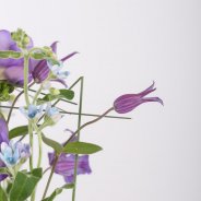 Pim van Akker Freesia Tall Serene2 3