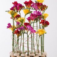 Rond Freesia design