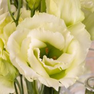 Alissa Green van Sakata