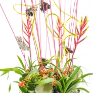 Bromelia's
