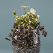 Verboom Beauty Helleborus winterarrangement