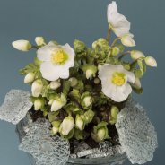 'Verboom Beauty' Helleborus winterarrangement met glas
