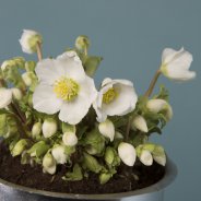 'Verboom Beauty' Helleborus winterarrangement