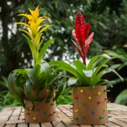 Bromelia prikbord
