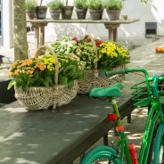 Manden vol Kalanchoë 'Garden' op tuintafel