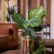 Calathea Orbifolia - Stoer