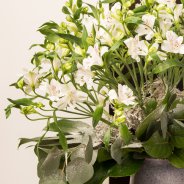 winters Alstroemeria boeket - Pauline Brouwer - Flower Factor