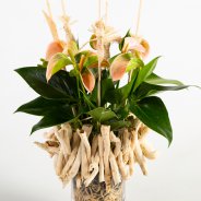Anthurium arrangement met natuurlijke details - Flower Factor