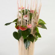 roze Anthurium arrangement - Pim van den Akker - Flower Factor
