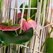 roze Anthurium arrangement - Pim van den Akker - Flower Factor