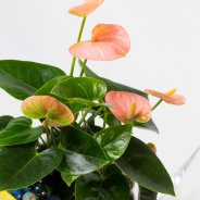speels Anthurium arrangement - Roos van Unen - Flower Factor