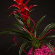 Feestelijk plantenarrangement met Bromelia's