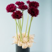 Elegant en contrastrijk mini Gerbera bloemwerk