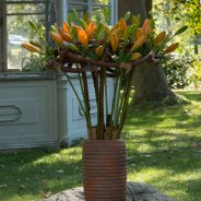 Oranje Sunderland lelie arrangement