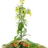 Kalanchoe Magic Bells