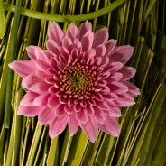 Zentoo Sorbet 'Berry'