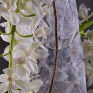 Cybidium 'Ice Cascade' kerstbloemwerk - LZ Orchidee - Flower Factor